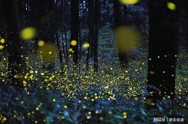 你有多久没有见过萤火虫你可知道它已经濒临灭绝成为保护动物(图1)