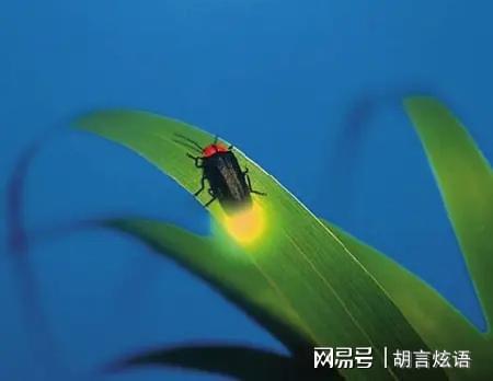 你有多久没有见过萤火虫你可知道它已经濒临灭绝成为保护动物(图2)
