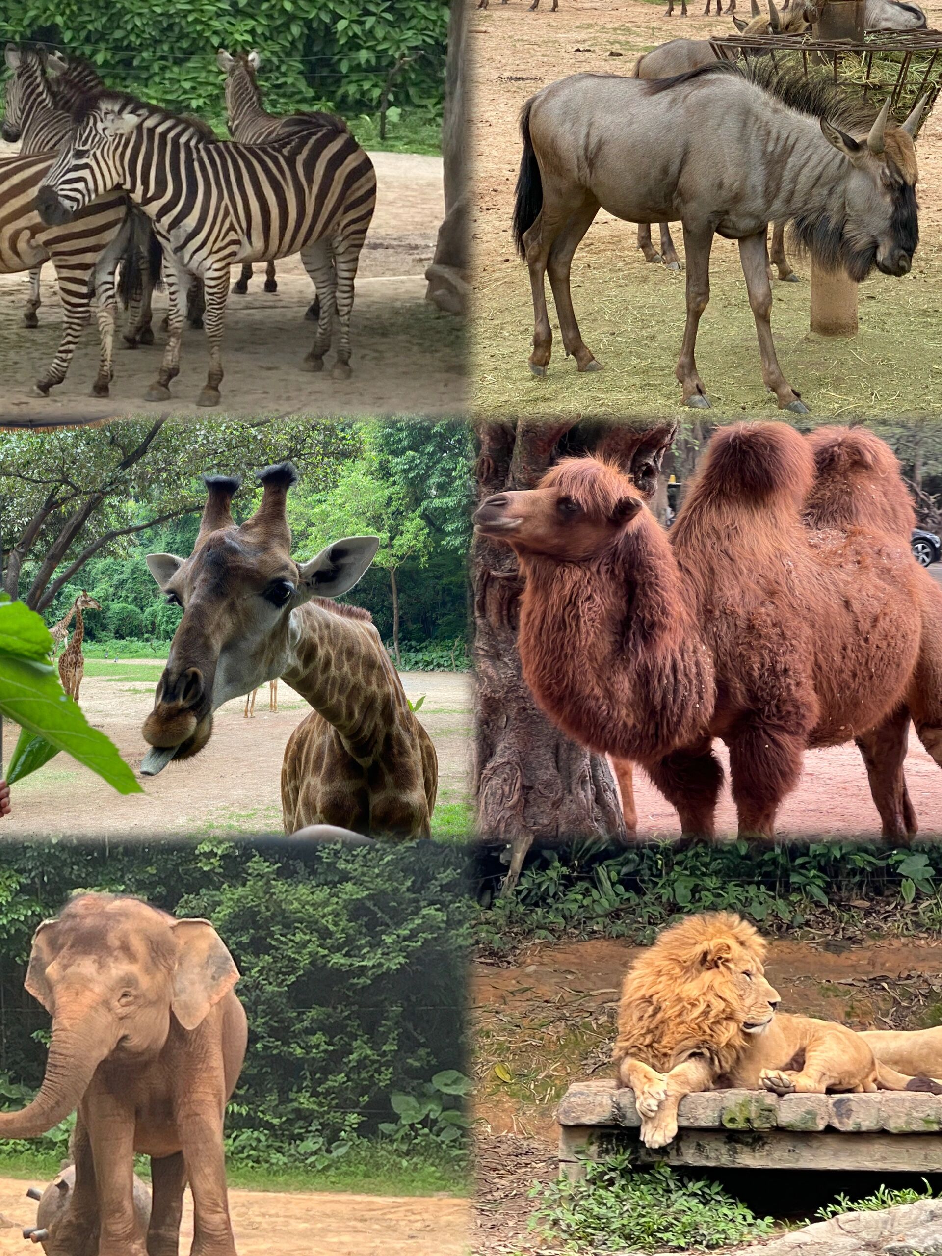 “2024年水生野生动物保护科普宣传月”知识宣传(图1)