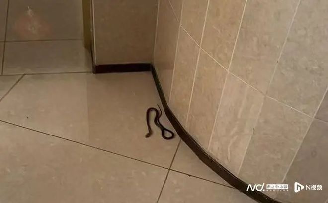 天哪！25楼发现100多条蛇！小区业主：真的怕了(图1)