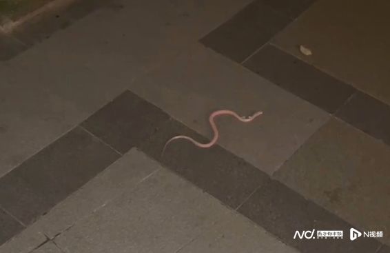 天哪！25楼发现100多条蛇！小区业主：真的怕了(图3)