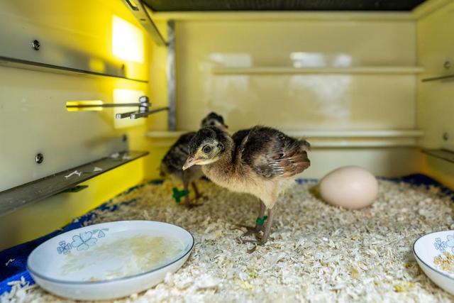 我国濒危物种绿孔雀野化放归试验取得重要进展(图2)