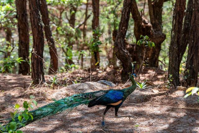 我国濒危物种绿孔雀野化放归试验取得重要进展(图3)