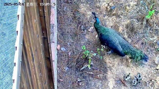 我国濒危物种绿孔雀野化放归试验取得重要进展(图1)