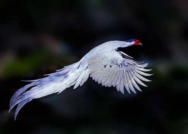 国际生物多样性日 武夷山市检察院：小案件里的大生态(图2)