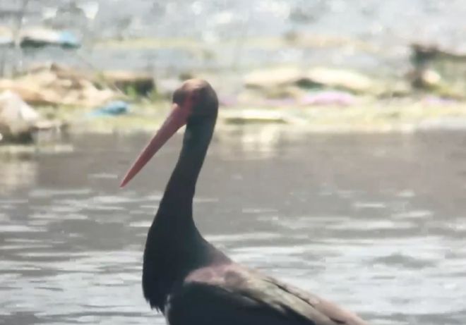 惊喜！“鸟中大熊猫”+3！萌宝伸懒腰在线圈粉(图4)