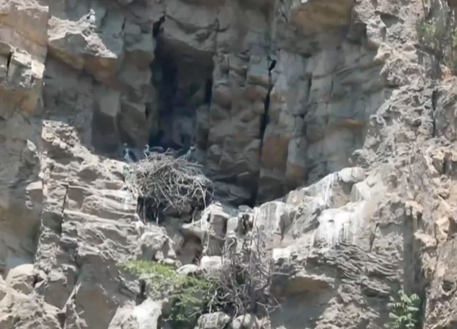 惊喜！“鸟中大熊猫”+3！萌宝伸懒腰在线圈粉(图3)