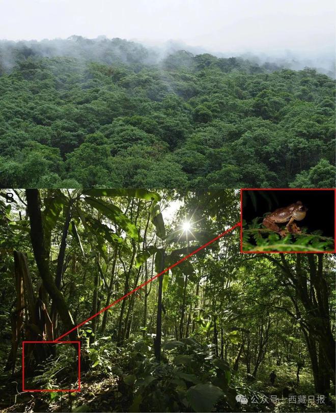 西藏又发现一新物种！(图1)