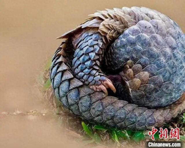 国际生物多样性日：中国电科研发系列技术方案守护地球生态之美(图1)