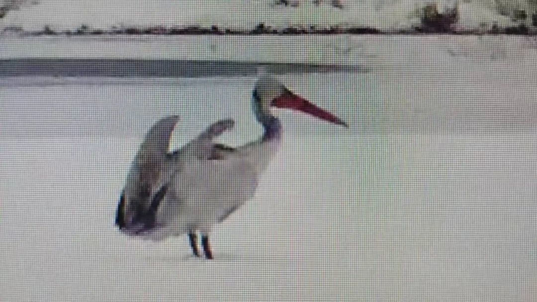 国家林草局：多措促进珍稀濒危野生动植物种群恢复(图1)