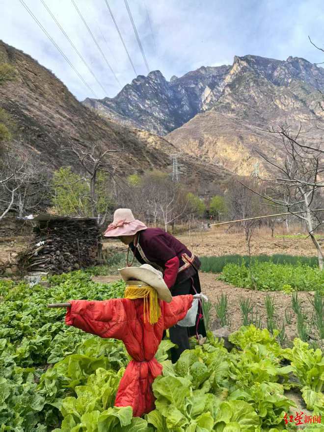 川西村庄猴患调查②｜部分地区猕猴种群扩张下山致害“人猴矛盾”如何寻找最优解？(图3)