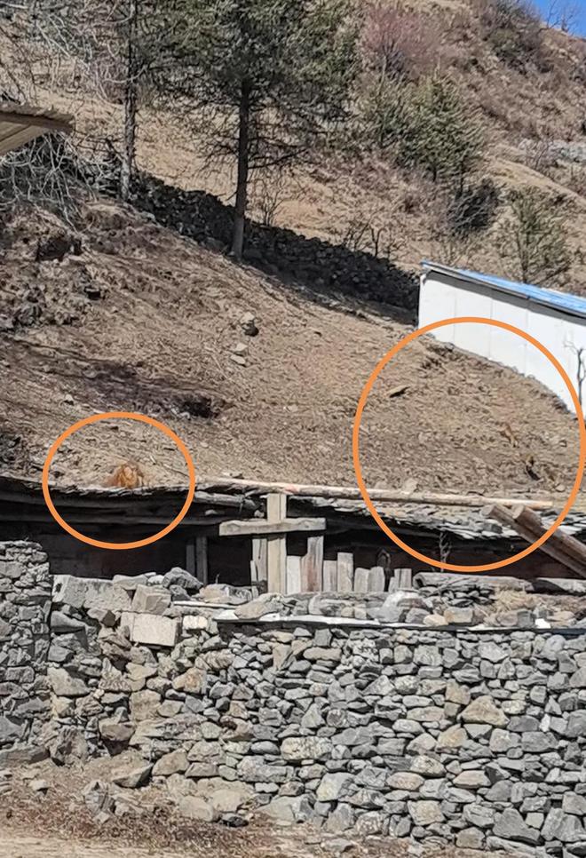 川西村庄猴患调查②｜部分地区猕猴种群扩张下山致害“人猴矛盾”如何寻找最优解？(图1)