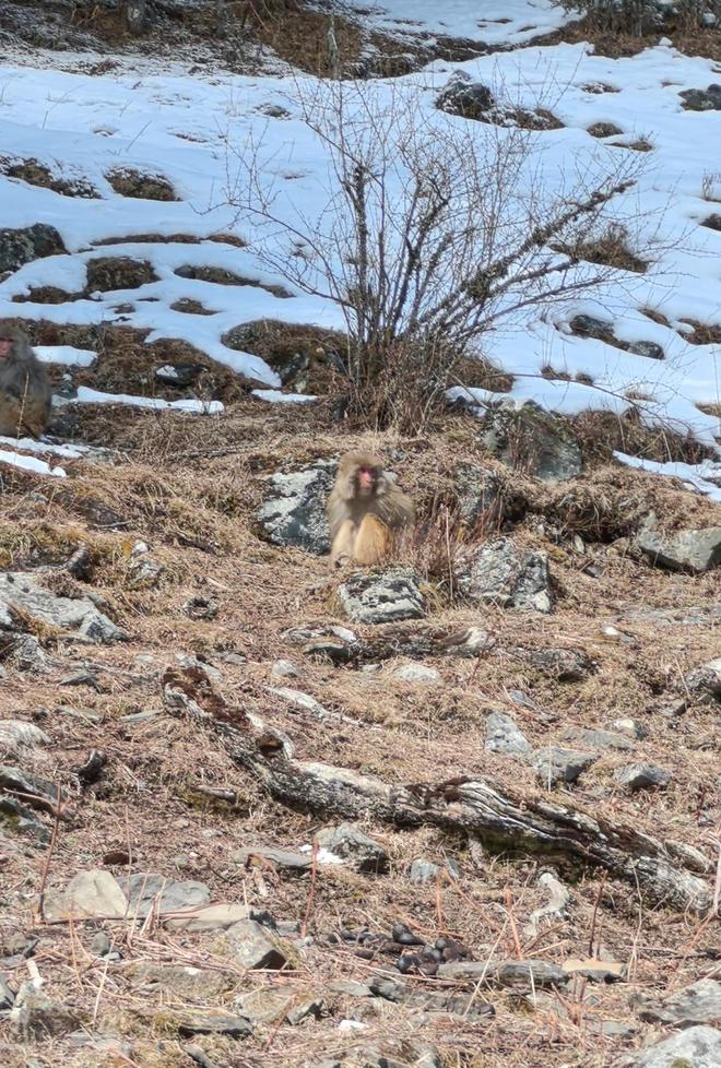 川西村庄猴患调查②｜部分地区猕猴种群扩张下山致害“人猴矛盾”如何寻找最优解？(图2)
