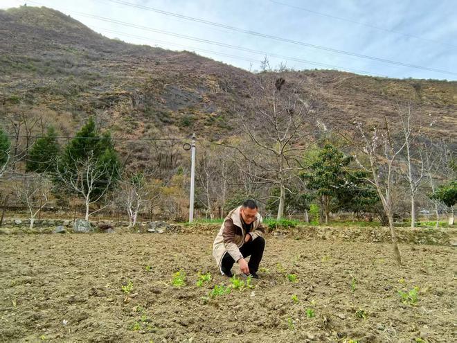 川西村庄猴患调查②｜部分地区猕猴种群扩张下山致害“人猴矛盾”如何寻找最优解？(图4)
