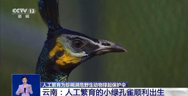 从濒危到新生！人工繁育+野外保护让中国绿孔雀走上种群逆袭之路(图1)