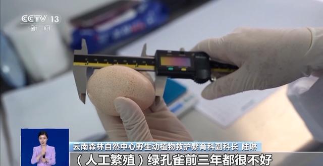 从濒危到新生！人工繁育+野外保护让中国绿孔雀走上种群逆袭之路(图2)