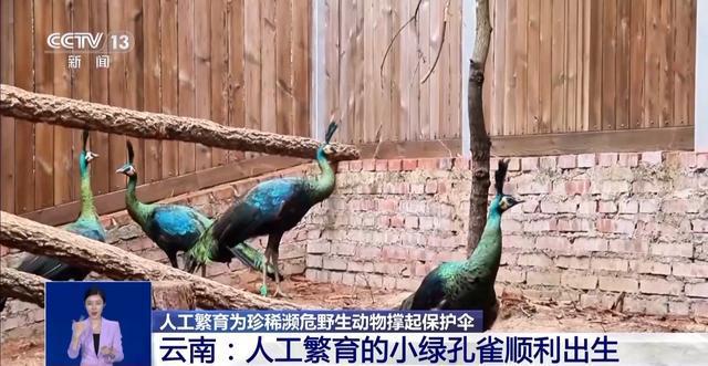 从濒危到新生！人工繁育+野外保护让中国绿孔雀走上种群逆袭之路(图3)