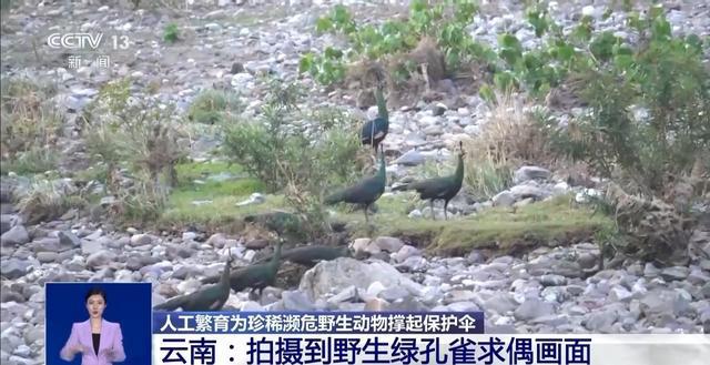 从濒危到新生！人工繁育+野外保护让中国绿孔雀走上种群逆袭之路(图4)