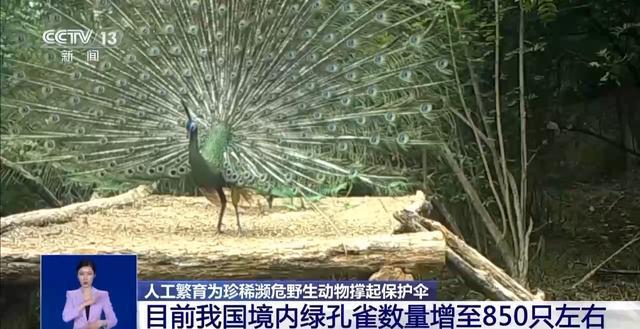 从濒危到新生！人工繁育+野外保护让中国绿孔雀走上种群逆袭之路(图7)