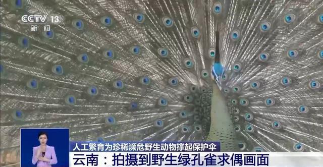 从濒危到新生！人工繁育+野外保护让中国绿孔雀走上种群逆袭之路(图5)