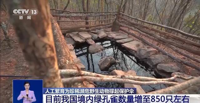 从濒危到新生！人工繁育+野外保护让中国绿孔雀走上种群逆袭之路(图6)