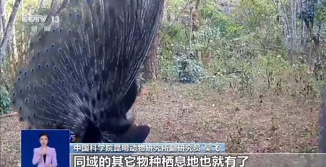 从濒危到新生！人工繁育+野外保护让中国绿孔雀走上种群逆袭之路(图8)