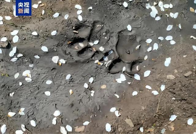 突传喜讯！曾进入黑龙江引发关注……(图3)