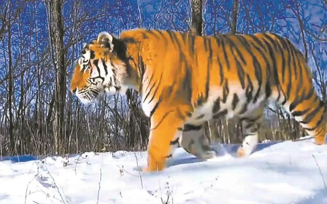 突传喜讯！曾进入黑龙江引发关注……(图2)