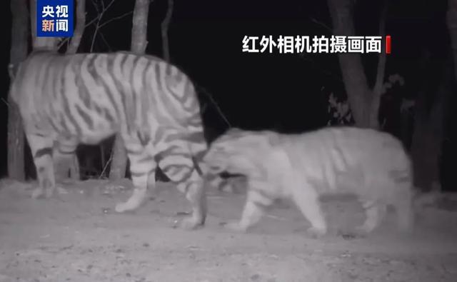 突传喜讯！曾进入黑龙江引发关注……(图4)