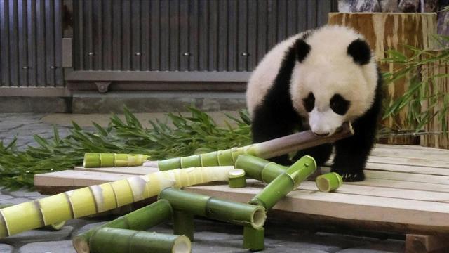 日本宣布：将在6月28日正式归还中国的“国宝”！(图12)