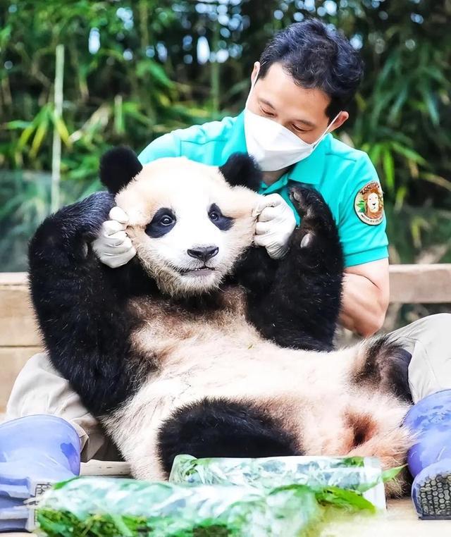 日本宣布：将在6月28日正式归还中国的“国宝”！(图11)