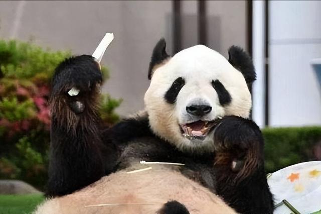 日本宣布：将在6月28日正式归还中国的“国宝”！(图6)