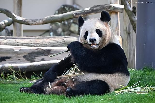 日本宣布：将在6月28日正式归还中国的“国宝”！(图2)