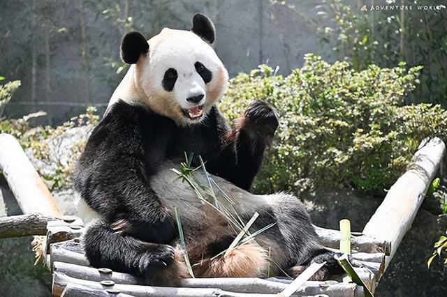 日本宣布：将在6月28日正式归还中国的“国宝”！(图3)