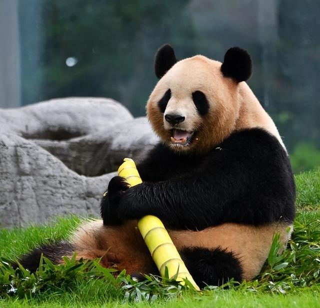 日本宣布：将在6月28日正式归还中国的“国宝”！(图5)