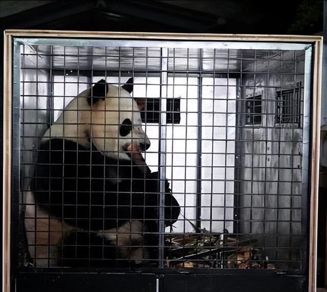 日本宣布：将在6月28日正式归还中国的“国宝”！(图8)