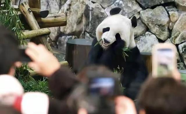 日本宣布：将在6月28日正式归还中国的“国宝”！(图16)