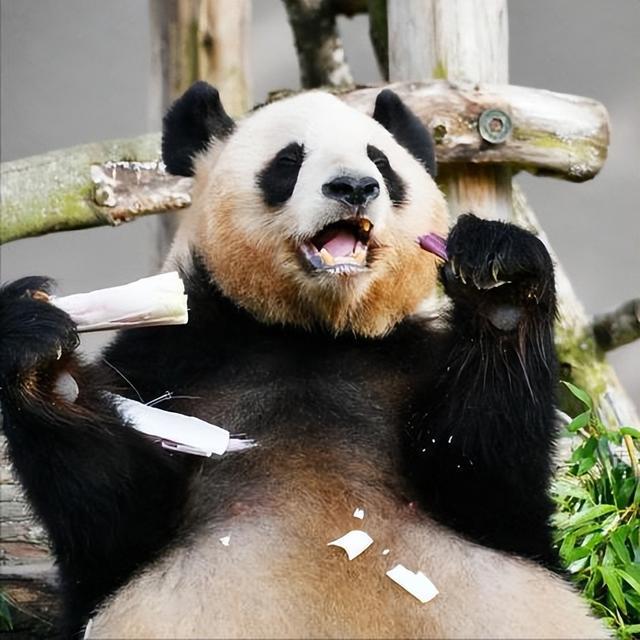 日本宣布：将在6月28日正式归还中国的“国宝”！(图13)