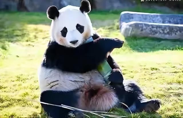 日本宣布：将在6月28日正式归还中国的“国宝”！(图15)