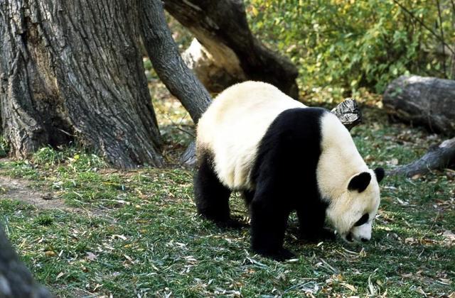 日本宣布：将在6月28日正式归还中国的“国宝”！(图14)