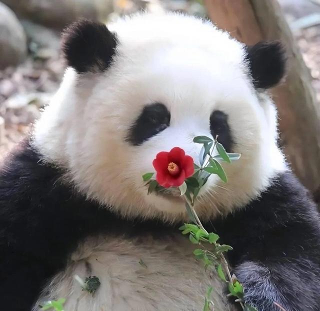 日本宣布：将在6月28日正式归还中国的“国宝”！(图20)