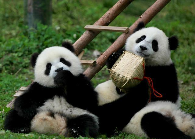 日本宣布：将在6月28日正式归还中国的“国宝”！(图19)