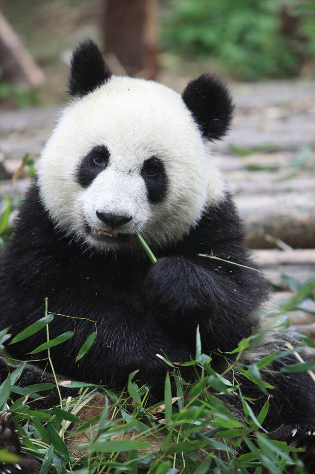 日本宣布：将在6月28日正式归还中国的“国宝”！(图18)