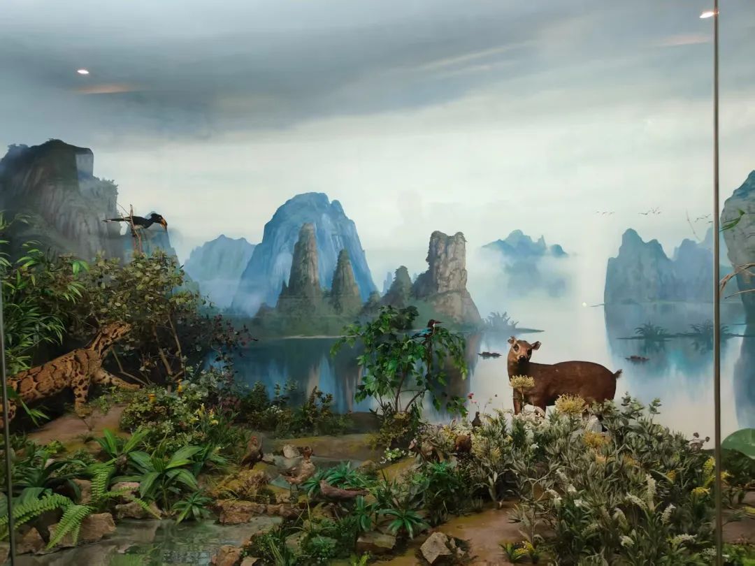 牛！这所区属中学的动物博物馆几乎是国内中学独一无二的存在！(图2)