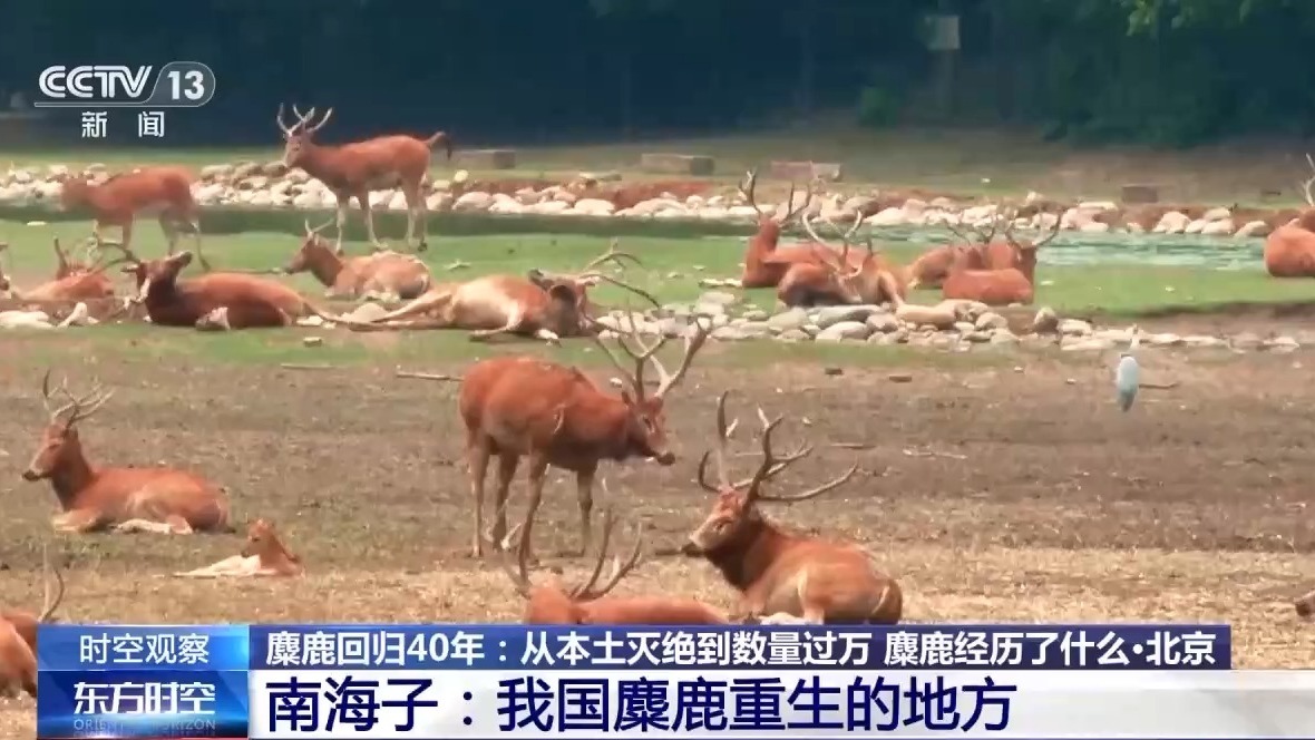 从本土灭绝到数量过万 “三步走”战略让麋鹿“重获新生”(图1)