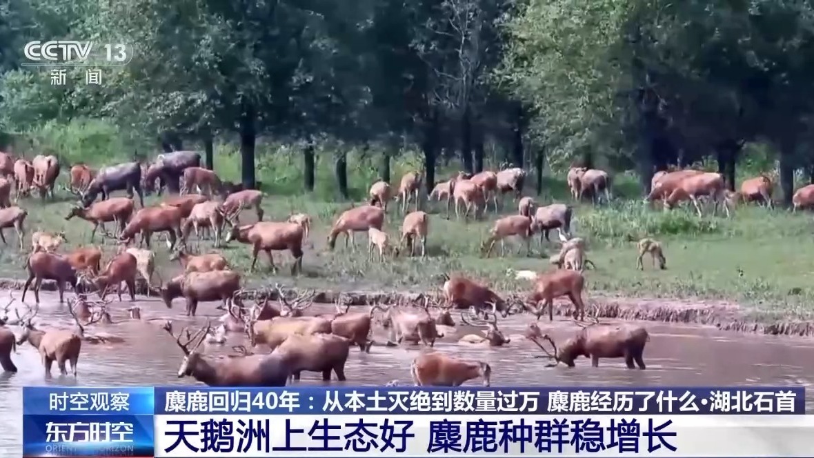 从本土灭绝到数量过万 “三步走”战略让麋鹿“重获新生”(图2)