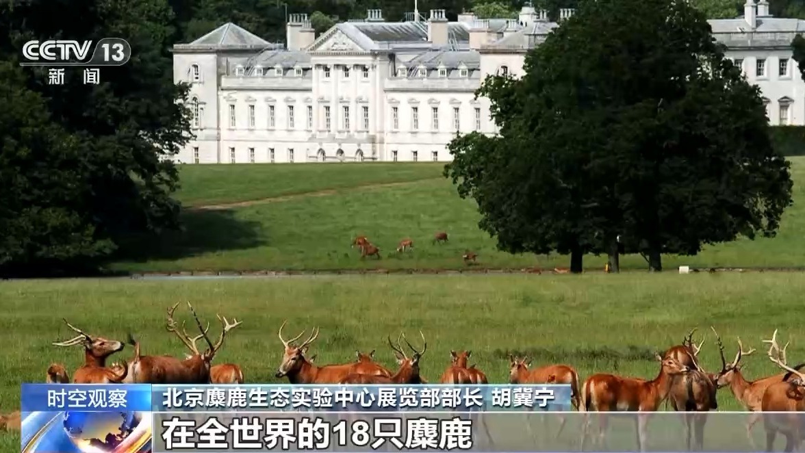 从本土灭绝到数量过万 “三步走”战略让麋鹿“重获新生”(图4)