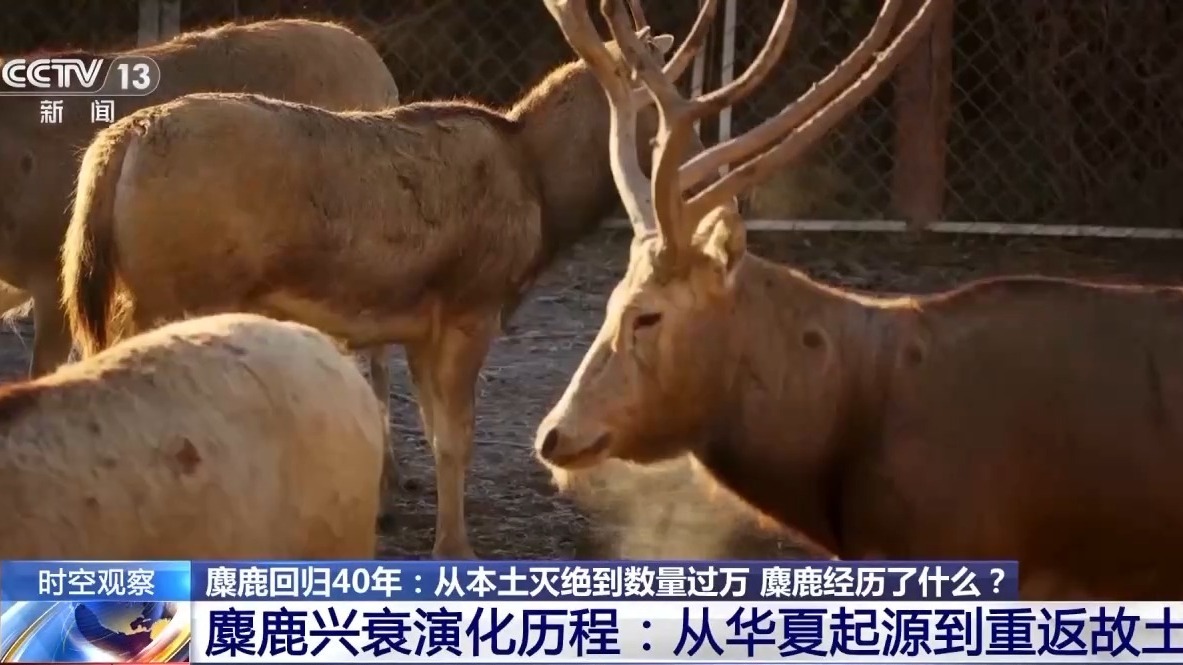 从本土灭绝到数量过万 “三步走”战略让麋鹿“重获新生”(图3)