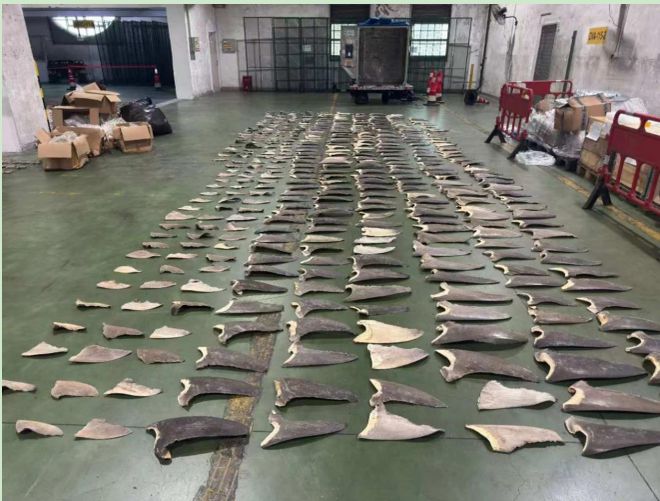 浓烈异味引起海关警觉402片濒危鲨鱼翅被查获(图1)