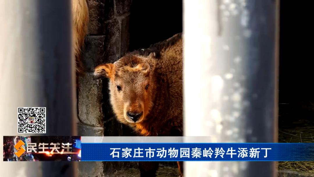石家庄市动物园秦岭羚牛添新丁(图2)